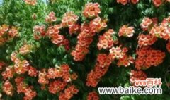 开橘色花的爬藤植物是什么 开橘色花的爬藤植物是啥