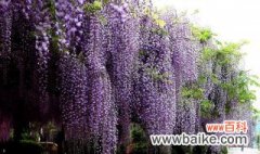 东北庭院是否可以种植紫藤等植物 东北庭院可以种植紫藤等植物吗