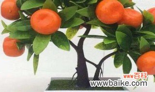 橘子树盆栽种植方法和注意事项 关于橘子树盆栽种植方法和注意事项