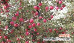 6月栽种苹果树注意事项 6月栽种苹果树注意事项介绍