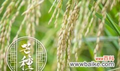 如何提高稻谷种植产量 应该如何提高稻谷种植产量