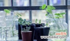 水植物怎么养 水植物应该怎么养