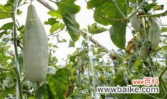 羊角酥瓜在几月份开始种植最好 羊角酥瓜在什么时候开始种植最好