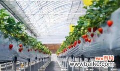 日本高架栽培方法 日本草莓高架设施栽培新技术