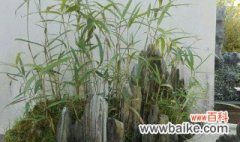 竹子盆栽种植方法和注意事项 风尾竹怎么盆栽种植