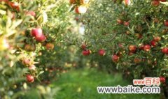 苹果盆栽种植技术与注意事项 苹果盆栽种植技术与注意事项是什么