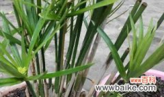 水竹怎么繁殖 水竹繁殖方法