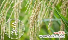 水稻施肥方法和用量 水稻施肥方法是什么用量多少