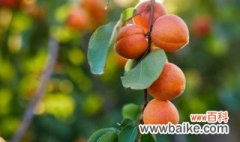 杏树施肥方法及时间 关于杏树施肥方法及时间