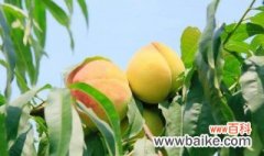 桃子树种植技巧 桃子树种植技术