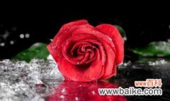 玫瑰花种植方法与技巧 玫瑰花种植方法介绍