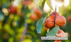 油桃树种植技巧 油桃树种植技巧 介绍