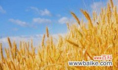 小麦种植的小技巧 小麦如何种植