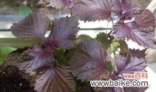 紫苏盆栽种植技巧 紫苏盆栽种植技术