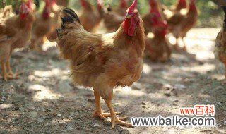 怎样养好鸡 鸡怎么养殖