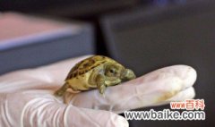 四爪怎么养 四爪龟的养殖方法