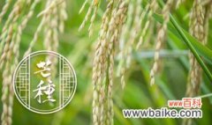 稻子成熟的季节是什么节气 水稻成熟季节简介