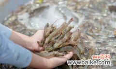 海水养虾需要什么条件和技术 海水养殖基围虾需要什么