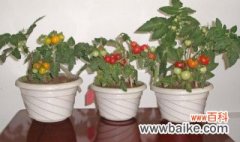 盆栽小番茄的管理方法 盆栽小番茄的管理方法介绍