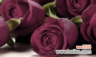 路易十四玫瑰怎么种植 路易十四玫瑰如何种植