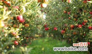 苹果施肥管理技术 苹果施肥时间和方法