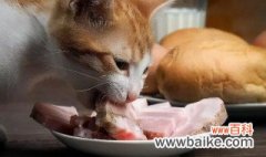 生肉冰冻后解冻能直接给猫咪吃吗 生肉冰冻后解冻可以直接给猫咪吃吗