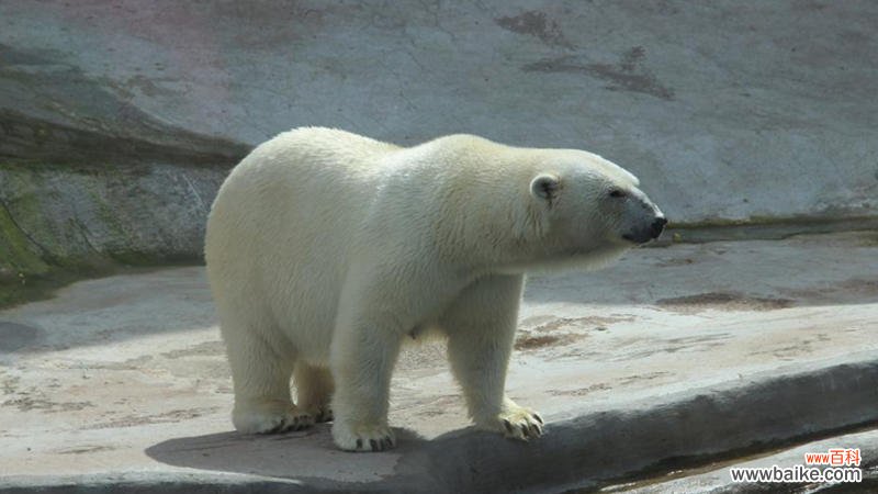北极熊被热得变色?园方：正常换毛 拍摄角度影响