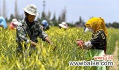 黄花菜什么时候采摘最佳 黄花菜什么时候采摘最合适