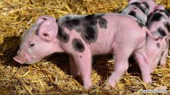 养猪大户买不起猪饲料出现猪吃猪 资金紧张无法购买饲料