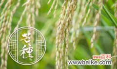 哪里的水稻产量最高 水稻的简介