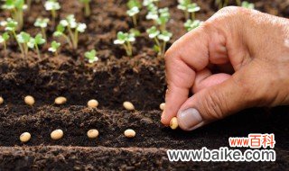 种植扁豆适合的土壤条件是 种植扁豆对土壤的要求