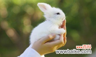 兔子是什么动物 兔子的简介