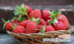 草莓种怎么种植方法 草莓怎么种植