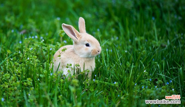 兔子最简单分雌雄 兔子如何分辨雌雄