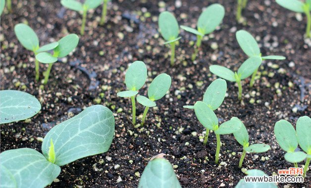 露地西瓜种植管理技术