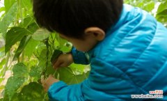 寒兰种植技巧 寒兰种植注意事项