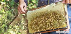 怎样存放蜜蜂 蜜蜂怎样保存