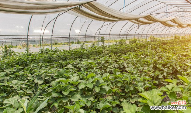 山豆根种植技术 原来是这样种植的