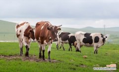 人工养泥鳅怎样养殖 人工养泥鳅的方法