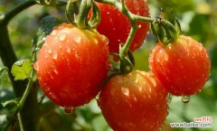 家里室内栽西红柿需要怎样做 是否要通风呢