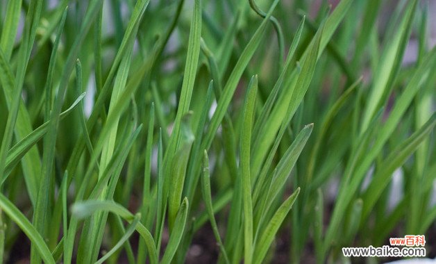 盆栽花菱草怎样养 花盆里的花菱草如何养护