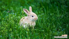 一只兔子几条腿 兔子眼睛的颜色与什么有关