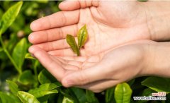 茶花的养植方法 如何养好茶花