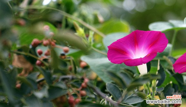 穿心莲种植方法 穿心莲如何种植