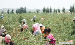 桂花的养殖与管理方法 桂花如何养殖方法