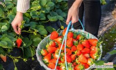 草莓怎样种植收成高