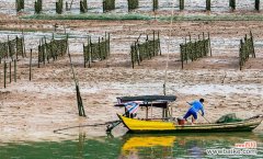 珊瑚竹的养殖方法 珊瑚竹养护教程