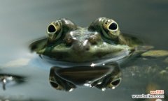 青蛙靠哪个器官呼吸 青蛙靠哪个器官呼吸的解析