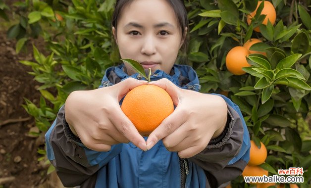 脐橙上色的正确方法 脐橙着色期管理的注意事项