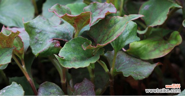 栀子花种植方法 栀子花需要什么生长条件